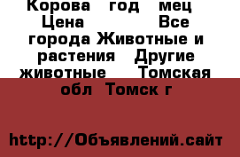 Корова 1 год 4 мец › Цена ­ 27 000 - Все города Животные и растения » Другие животные   . Томская обл.,Томск г.